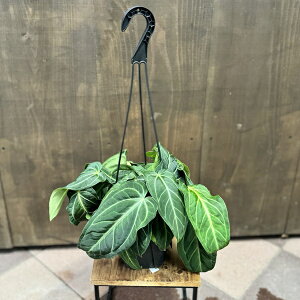 �������@�ϗt�A���F�A���X���E���@���B���i�I���� *5���݂蔫�@�r���i�I����