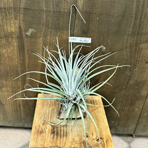  ϗtAF`WA EgN[^ vOC*GA[vc