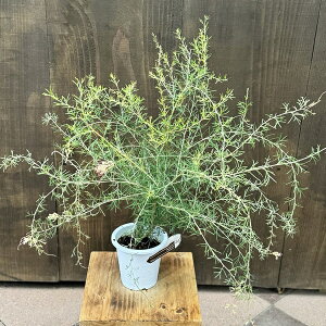 ԕc ϗtAFOrA Zpt[X*4 I[W[vc Grevillea Sennpaforence