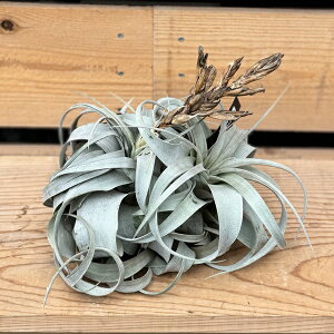  ϗtA GA[vcF`WA LZOtBJ Nv*