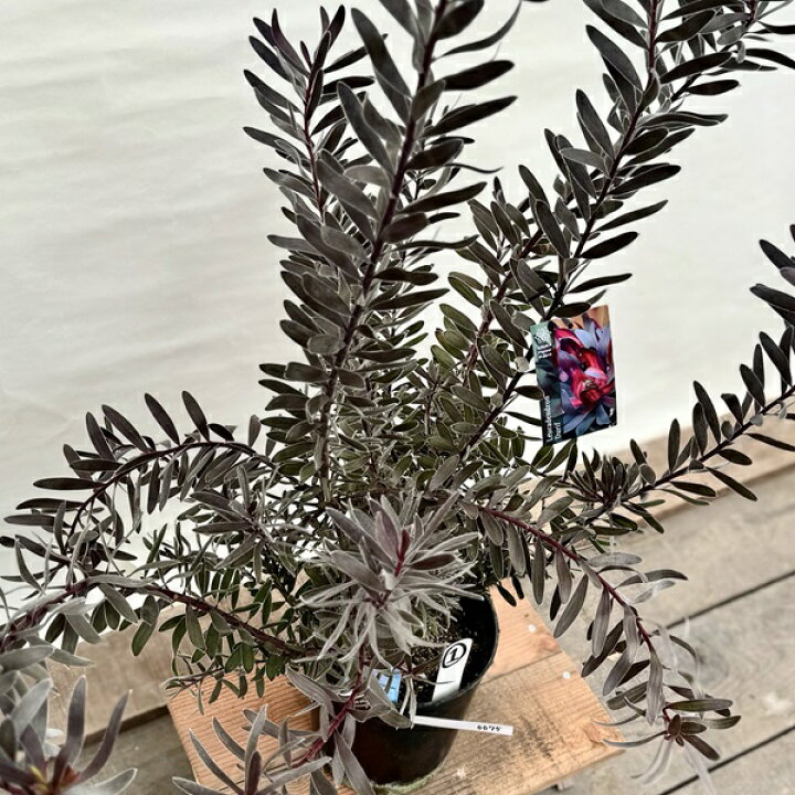 楽天市場】鉢花 観葉植物：リューカデンドロン デュリフ*7号 現品1番 