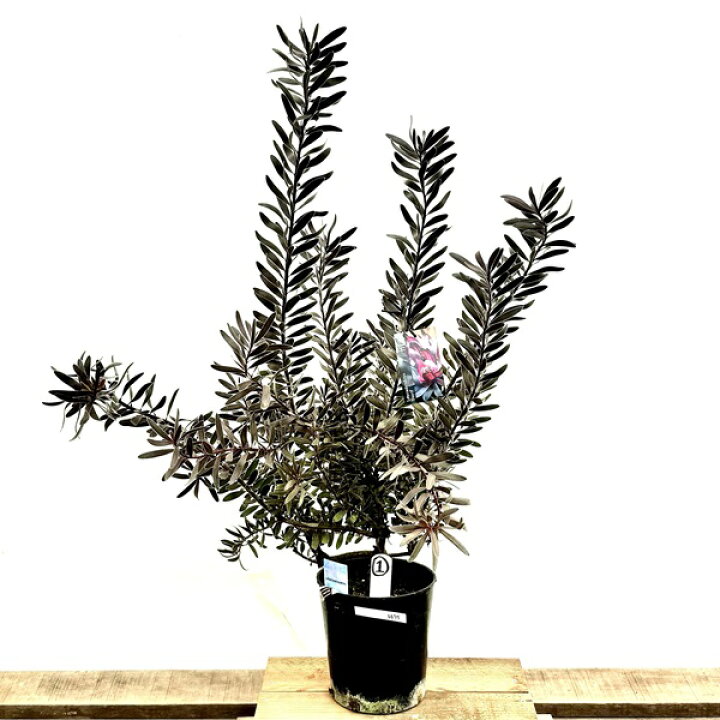 楽天市場】鉢花 観葉植物：リューカデンドロン デュリフ*7号 現品1番 