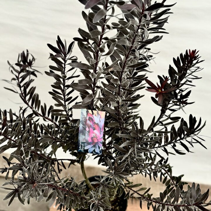 楽天市場】鉢花 観葉植物：リューカデンドロン デュリフ*7号 現品2番 