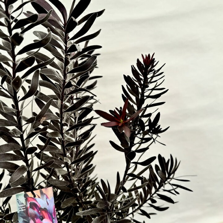楽天市場】鉢花 観葉植物：リューカデンドロン デュリフ*7号 現品2番 