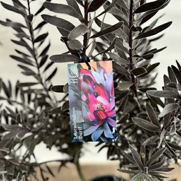楽天市場】鉢花 観葉植物：リューカデンドロン デュリフ*7号 現品2番 