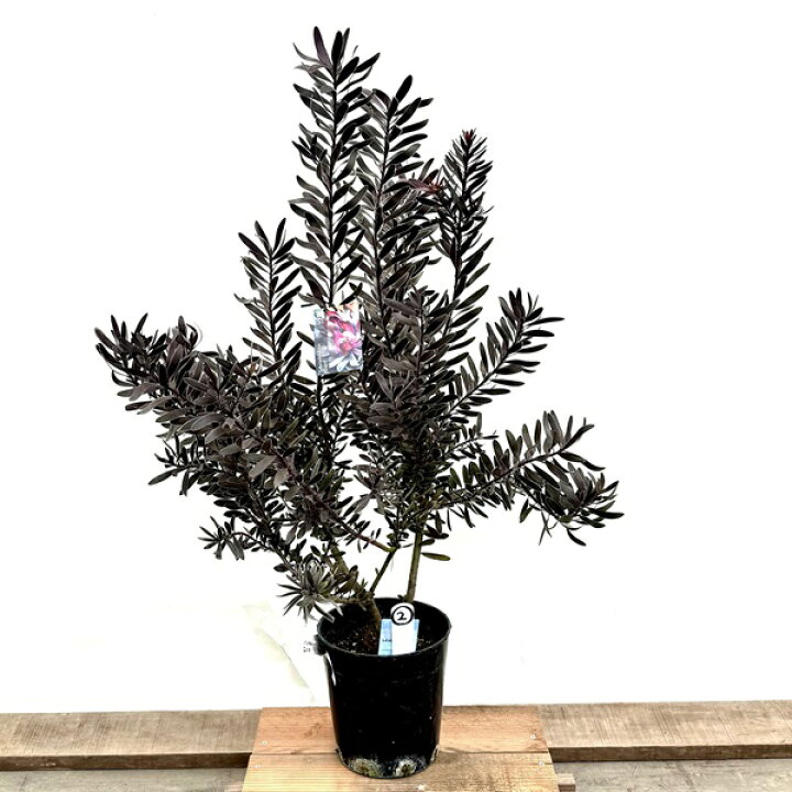 楽天市場】鉢花 観葉植物：リューカデンドロン デュリフ*7号 現品2番 