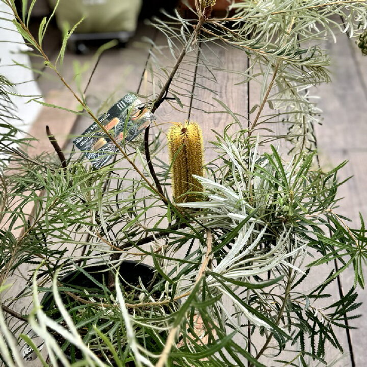 楽天市場】観葉植物 鉢花 苗：バンクシア スピヌローサ*ヘアピン 