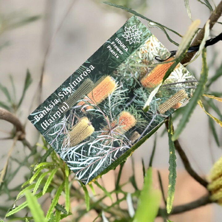 楽天市場】観葉植物 鉢花 苗：バンクシア スピヌローサ*ヘアピン 