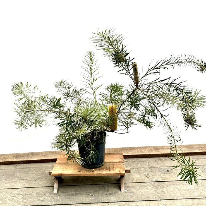 楽天市場】観葉植物 鉢花 苗：バンクシア スピヌローサ*ヘアピン 