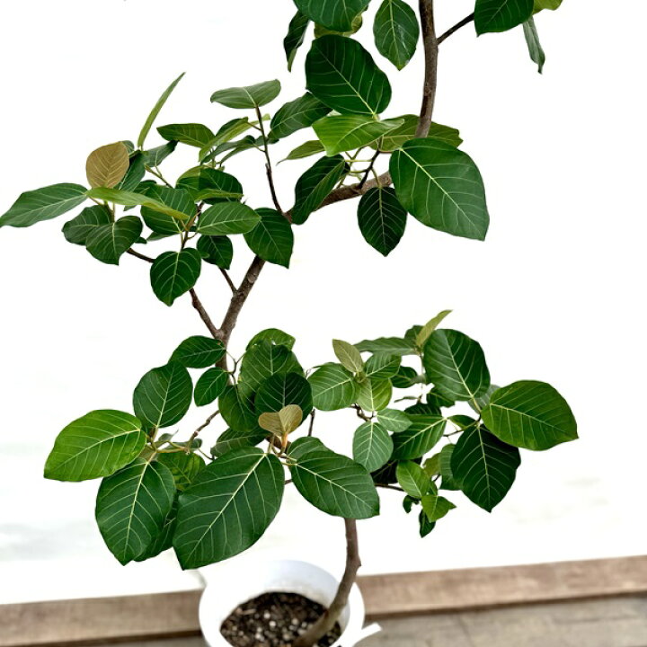 楽天市場】おしゃれ 観葉植物：フィカス ブラウン*グランディス 