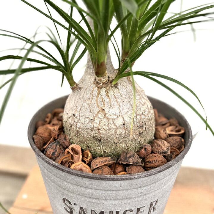 楽天市場】観葉植物 ノリナ：ポニーテール トックリラン 鉢植え*1番 