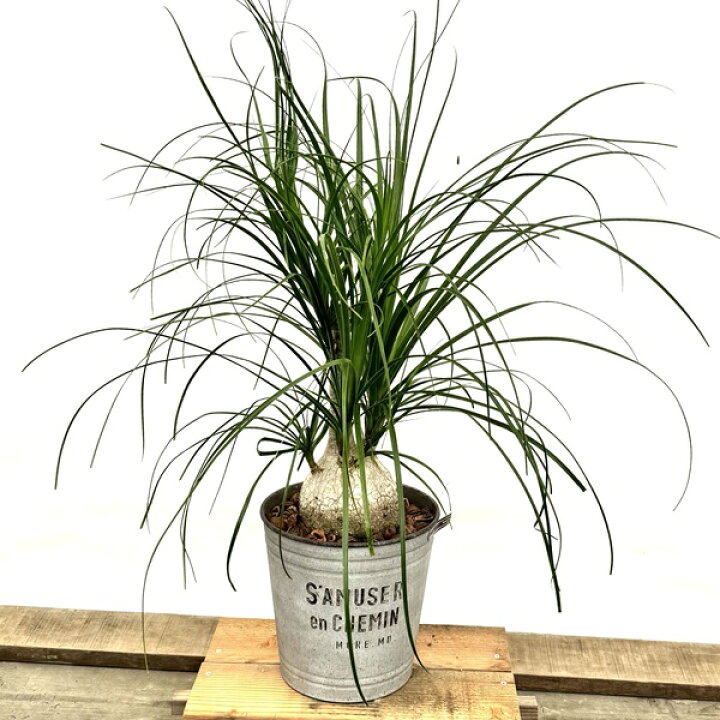 楽天市場】観葉植物 ノリナ：ポニーテール トックリラン 鉢植え*1番 