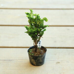 cFΉO(Ђ̂)* ncLZbJqmL