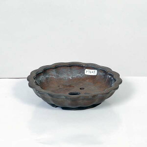 ㏬F(イj։Ԕ@13.5cmyiz*Ryuuen