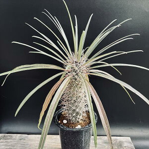 R[fbNXFpL|fBE QAC[ *S@t20cm