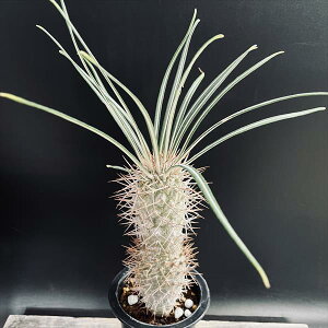 R[fbNXFpL|fBE QAC[ *M t27cm