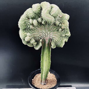 �T�{�e���F�X�g�����{�J�N�^�X�@�e�� �ԉ� �c�M*��17cm�@���i�I��i����