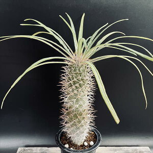 R[fbNXFpL|fBE QAC[ *L@t25cm