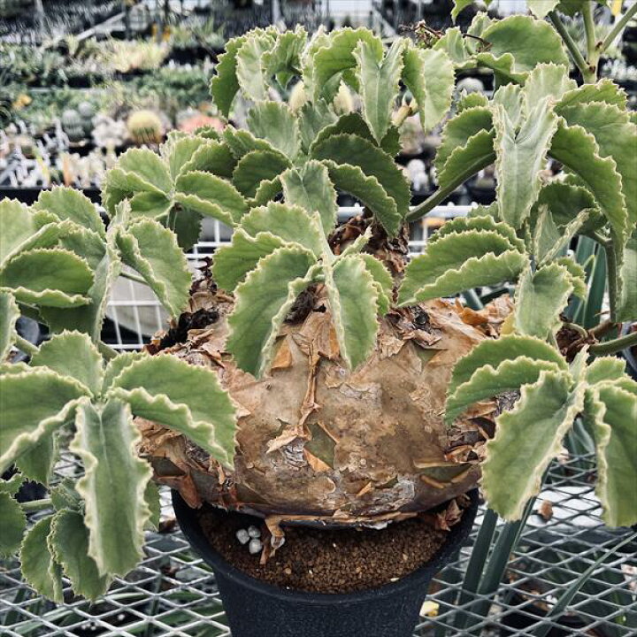 楽天市場】コーデックス：キフォステンマ ウター マクロプス*塊根幅  