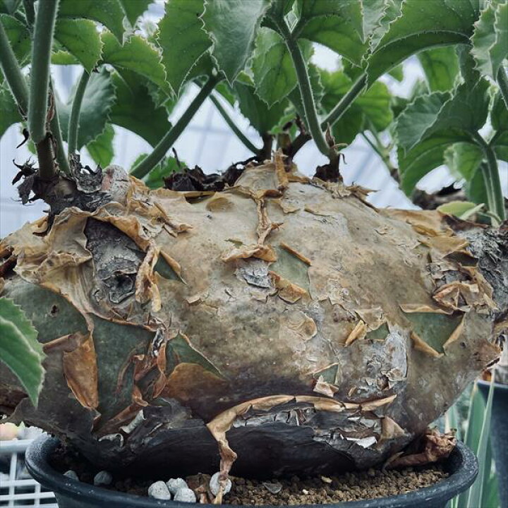 楽天市場】コーデックス：キフォステンマ ウター マクロプス*塊根幅  