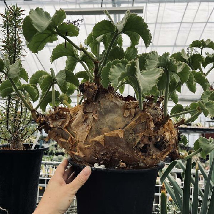 楽天市場】コーデックス：キフォステンマ ウター マクロプス*塊根幅  