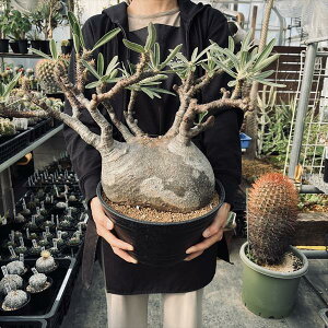 R[fbNXFpL|fBE@OLX@*򍪕22cm@iIi