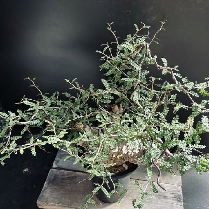 楽天市場】盆栽仕立て：オペルクリカリア パキプス 発根済*塊根幅  