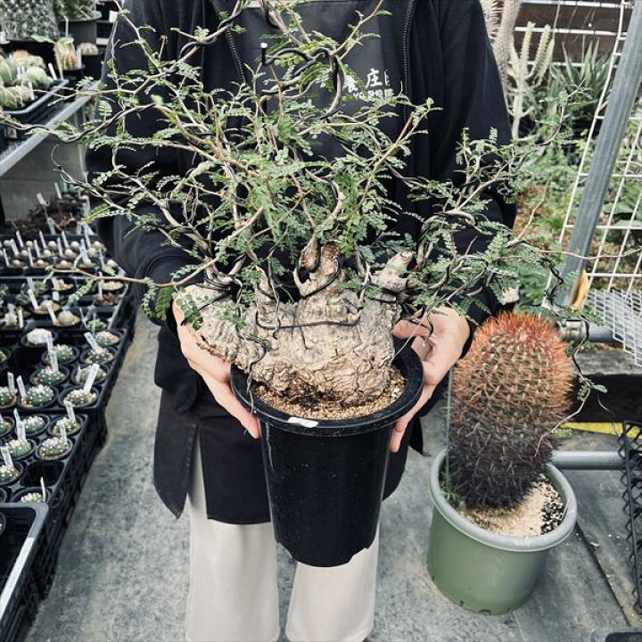 楽天市場】盆栽仕立て：オペルクリカリア パキプス 発根済*塊根幅  