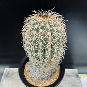 サボテン:ギムノカリキウム 猫爪天平丸 自根*幅11cm 現品!一品限り