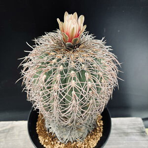 T{eFMmJLE@LܓVہ@*11cm@iIi