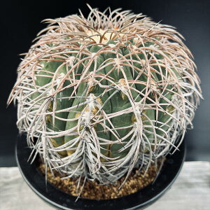 T{eFMmJLE@LܓVہ@}W[@*14cm@iIi