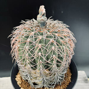 サボテン:ギムノカリキウム 猫爪天平丸 ユ*幅11cm 現品!一品限り