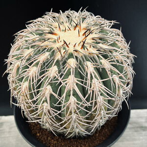 T{eFMmJLE@LܓVہ@cM*13cm@iIi