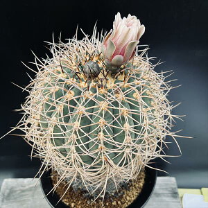 サボテン:ギムノカリキウム 光琳玉 ツギ(竜神)*幅15cm 現品!一品限り