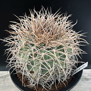 サボテン:ギムノカリキウム 光琳玉 自根*幅13cm 現品!一品限り