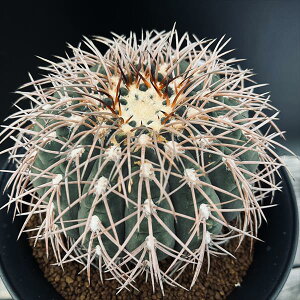 サボテン:ギムノカリキウム 赤刺天平丸 実生*幅10cm 現品!一品限り