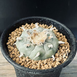 T{eFtHtH@GH*4.5cm@iIi