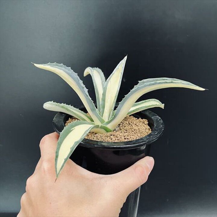 楽天市場】多肉植物：アガベ アメリカーナ錦 那智の輝き*幅18cm 