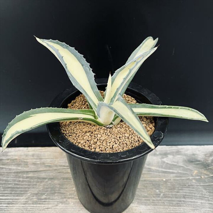 楽天市場】多肉植物：アガベ アメリカーナ錦 那智の輝き*幅18cm 