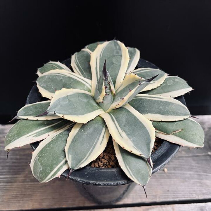 楽天市場】多肉植物：アガベ メリコ錦 クリームスパイク*幅15cm 現品 