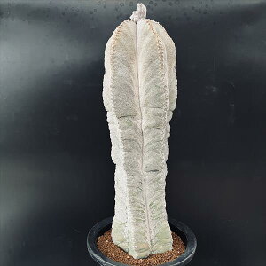 T{eFAXgtBc aPʁinNjij*14cm@iIi