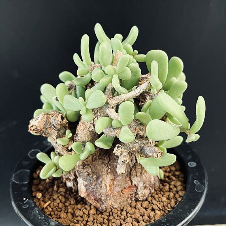 楽天市場】☆特価☆コーデックス：ケラリア ピグマエア 大株*葉幅7cm  