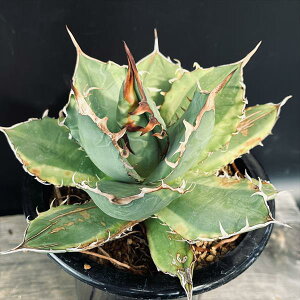 AFAKx@`^m^с@*16cm@iIi@tɏ݂