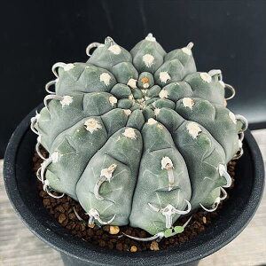 T{eFMmJLE@X[p[obe@cM*9.5cm@iIi