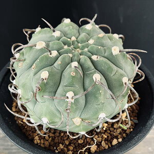 T{eFMmJLE@X[p[obe@cM*10cm@iIi