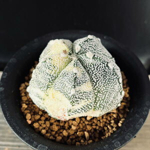 T{eFAXgtBc ۋс@cM*6cm@iIi@݂