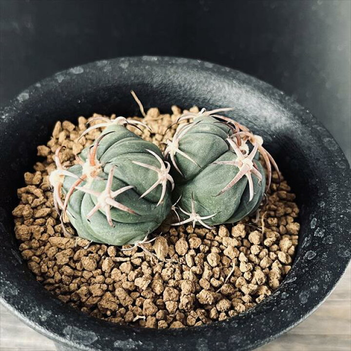 楽天市場】サボテン：エキノカクタス 花王丸 ダブルヘッド ツギ*幅5.5  