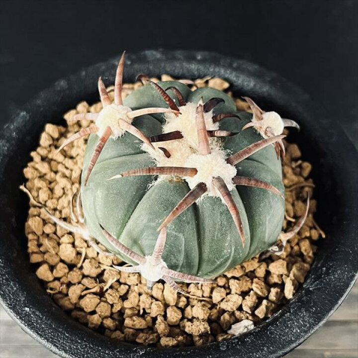 楽天市場】サボテン：エキノカクタス 花王丸 ツギ*幅4cm 現品！一品  