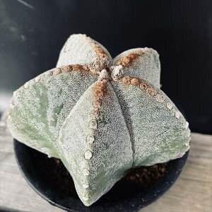 T{eFAXgtBc@aPʁ@cM*11cm@iIi