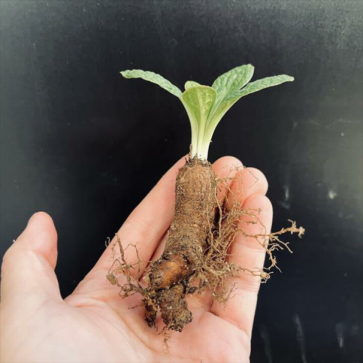 楽天市場】コーデックス：ユーフォルビア エクロニー 鬼笑い*葉幅7cm 